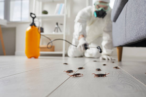 Post-Treatment Bed Bug Interceptor Monitoring in Trabuco Canyon